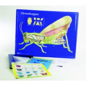 Grasshopper Model Activity Set